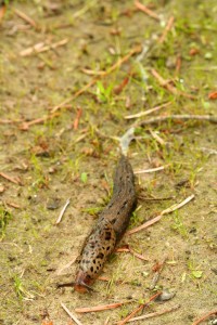 A layer of mucous secreted by the pedal slime gland helps slugs move across the ground