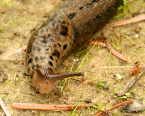 The end of the upper tentacles have eye spots that help the slug detect movement while the lower tentacles are used for smelling and feeling