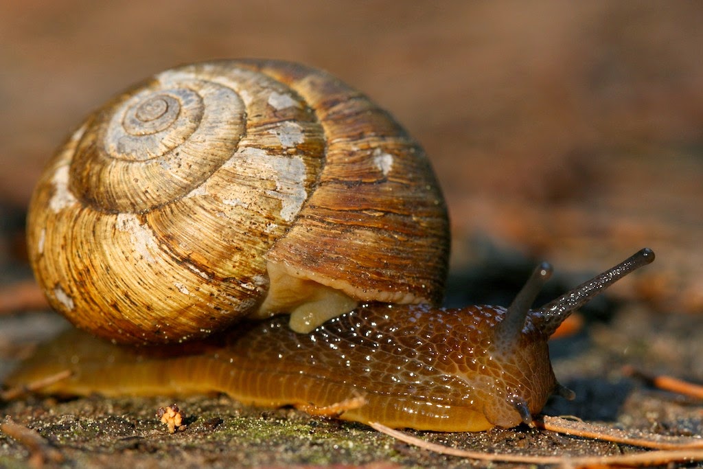 Snail