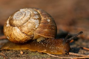 Snails are gastropods with a shell