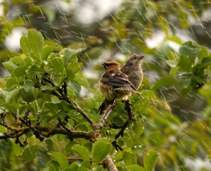 A cedar waxwing and a finch bathe in the gentle spray of a sprinkler.