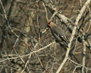 Bohemian Waxwing