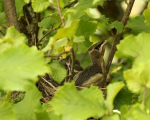 Cedar waxwing nestlings wait for their parents to bring back ripe fruit