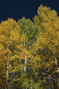 Multiple colonies within a grove can be distinguished in autumn when one colony turns yellow