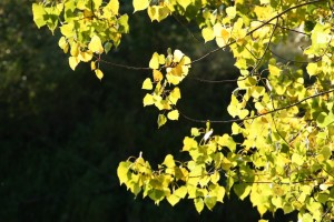 Aspen leaves are nearly circular with pointed tips
