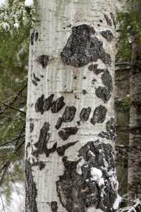 The creamy white bark is easily scarred by black bears climbing the tree