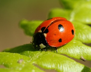 Despite the name, ladybugs are beetles because their elytra meet in the middle and are hardened the entire length