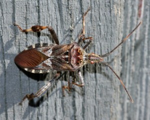 The western conifer seed bug exhibits how the tips of the forewings have membranous ends