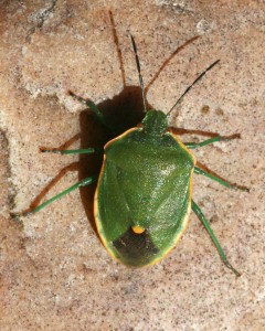 All insects have six legs like this green shield bug