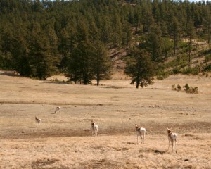 Pronghorns raise the hairs on their white rumps to warn others of danger just as white-tailed deer show their white tail