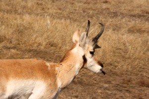 Only males have pronged horns and a black patch on their necks and snout