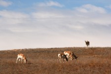 Pronghorns