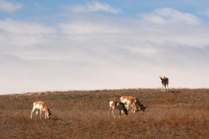 Pronghorns stand two-and-a-half to three-and-a-half feet tall at the shoulders and range from 75 to 140 pounds