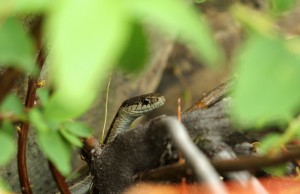 Snakes seek shelter during the hottest parts of the day