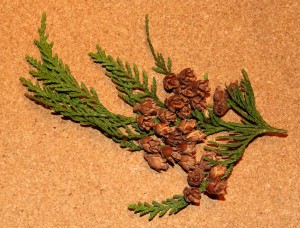 Western redcedar cones still on the branch