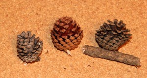 New and old lodgepole pine cones