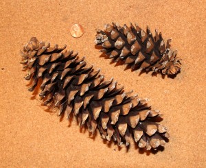 Two sizes of western white pine cones