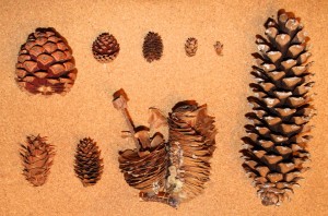 How many cones can you identify? Clockwise from top left: ponderosa pine, lodgepole pine, western larch, western hemlock, western redcedar, western white pine, grand fir, Engelmann spruce and Douglas-fir