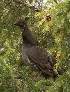 A yellowish-orange comb above the eye helps identify a dusky grouse