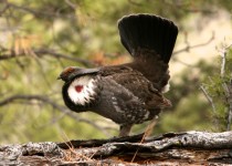 Dusky grouse