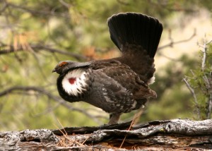A male dusky grouse exposes its red air sac during a display