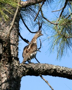 Ruffed grouse are intricately patterned against a background of reddish-brown or grayish-brown