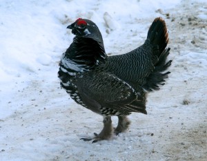 A red comb above the eye and white speckling on the lower chest and belly help identify a male spruce grouse