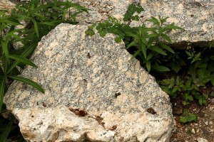 A porphyritic rock