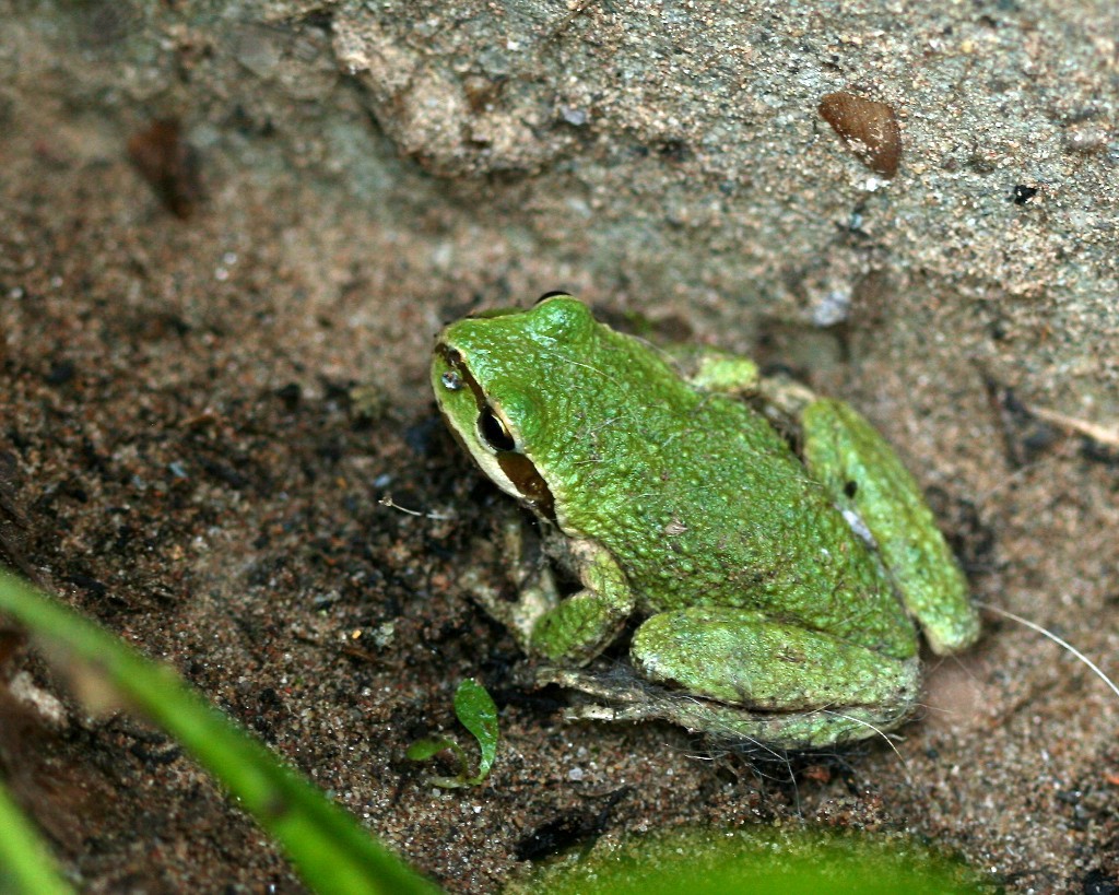 Green morph of the Pacific chorus frog rescued from the garage.