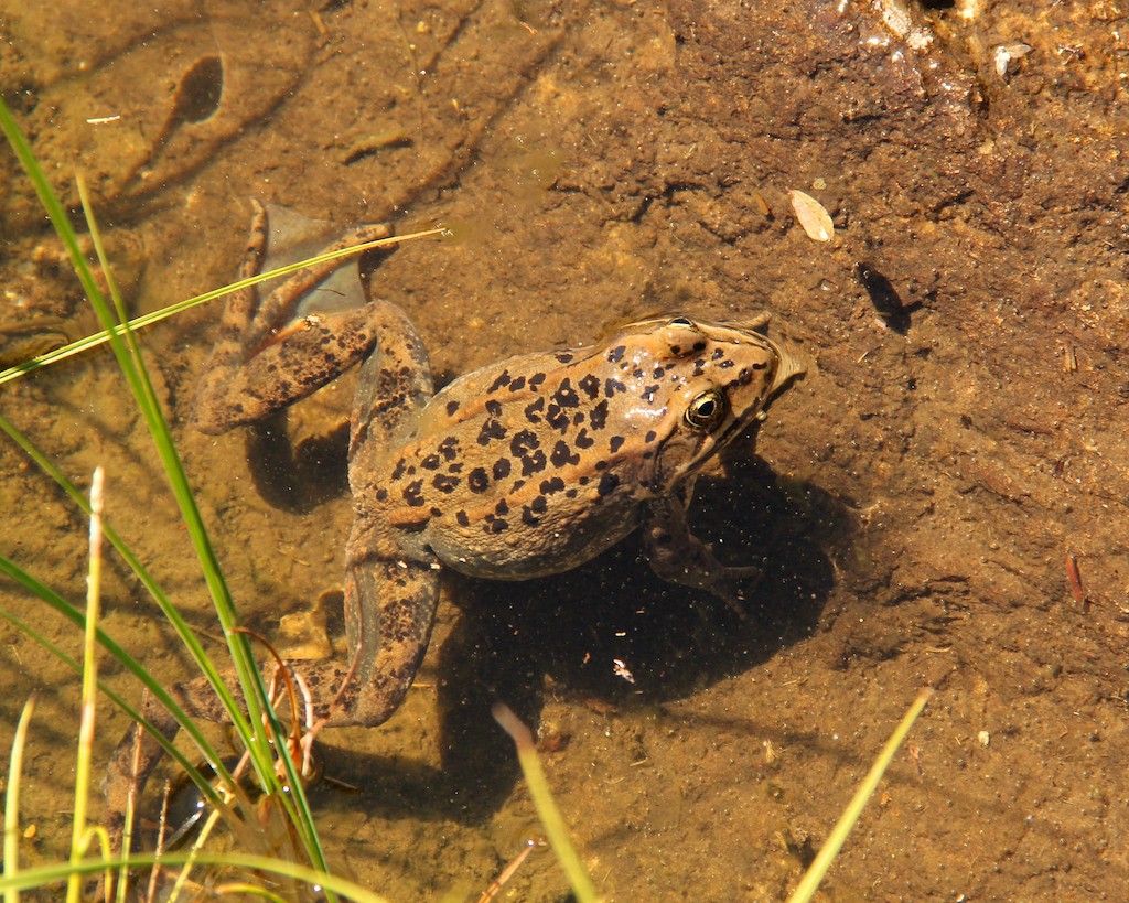 Columbia spotted frog in shallows of a lake.