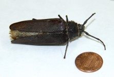 Ponderous beetle
