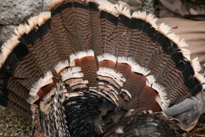 Males have a bronze sheen to their feathers