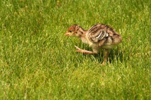 Poults leave the nest within 12 to 24 hours of hatching