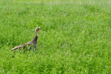 Wild turkey