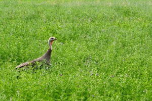 The bright red fleshy growth on a turkey's throat is called a wattle and both males and females have wattles