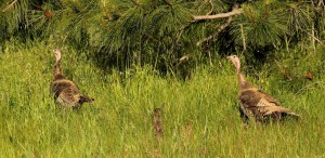 Hens only feed the poults for a few days after they hatch since the poults learn to forage quickly