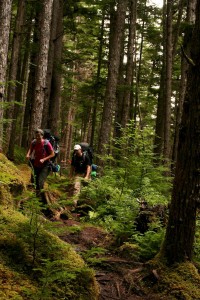 Western hemlocks require moist environments to live, such as the coastal rainforest in Southeast Alaska.  (Notice the hemlocks growing in the moss in the lower left)