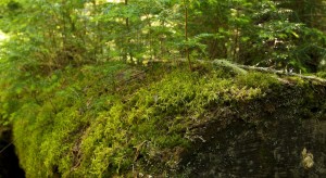 Western hemlock growing on a moist "nursery log"