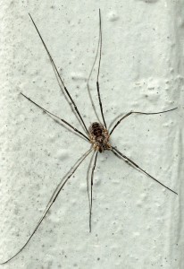 Daddy long legs typically have eight legs but the legs fall off easily when grabbed by a predator