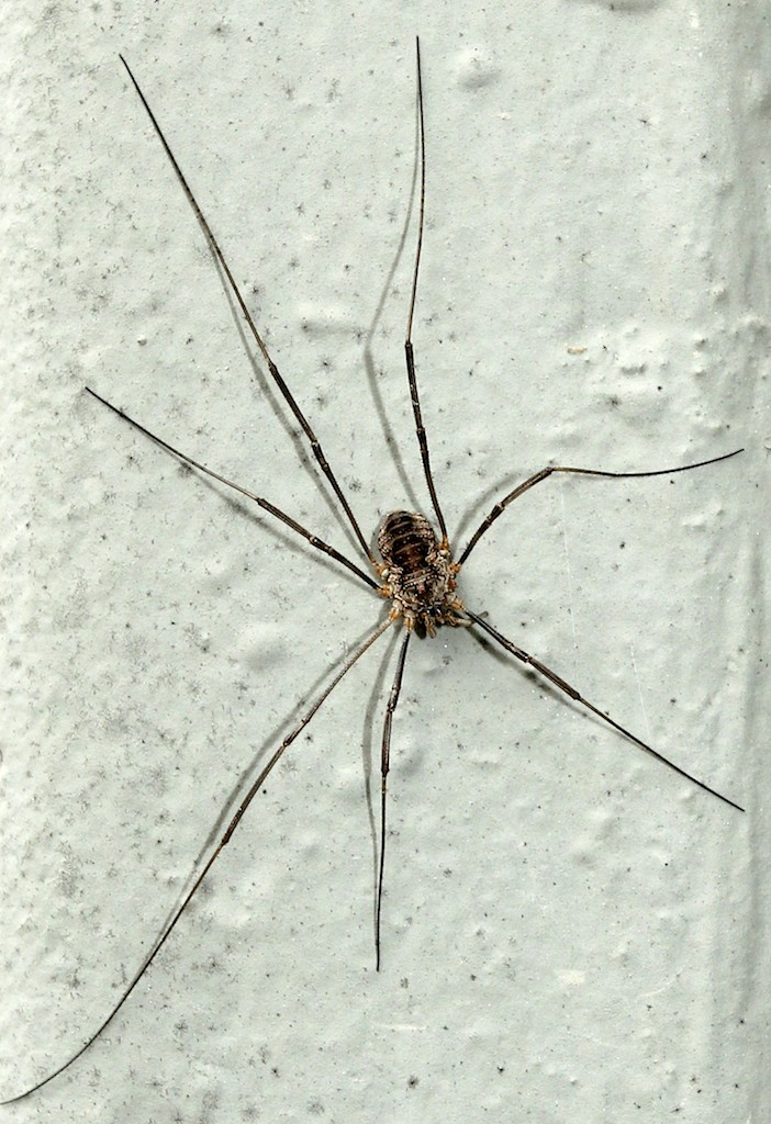 Harvestmen, Otherwise Known as Daddy-Long-Legs