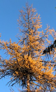 Witches' brooms provide nesting sites for many birds