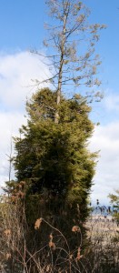 Dwarf mistletoe causes conifers to produce an abnormal proliferation of branches along the trunk called "witches' broom"