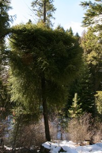 Witches' brooms greatly increase wildfire risk because the dead branches and dead needles on the lower trunk provide a fuel ladder upwards