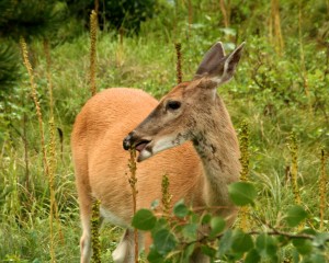 For every 100 pounds of food a deer consumes, 65 percent goes towards growth, maintenance and heat production; 5 percent is lost as methane; 5 percent turns into urine and 25 percent turns into feces