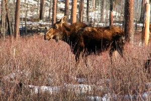 Moose are primarily browsers year round meaning they consume leaves, bark and twigs from trees and shrubs