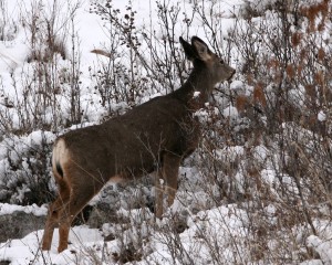 Deer prefer the tips of branches because they are the most nutritious and easiest to bite off