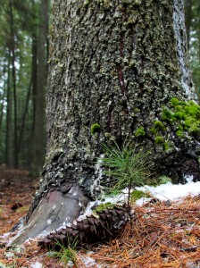 Western white pine seedlings can become established in moderately shady areas, like beneath a mature pine, but mature pines prefer full sun