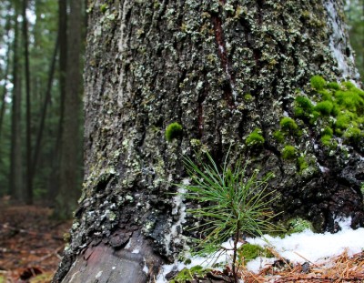 Blister rust decimated white pine forests