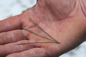 Long, slender bundles of five needles identify western white pine