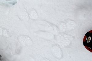 Bobcat tracks